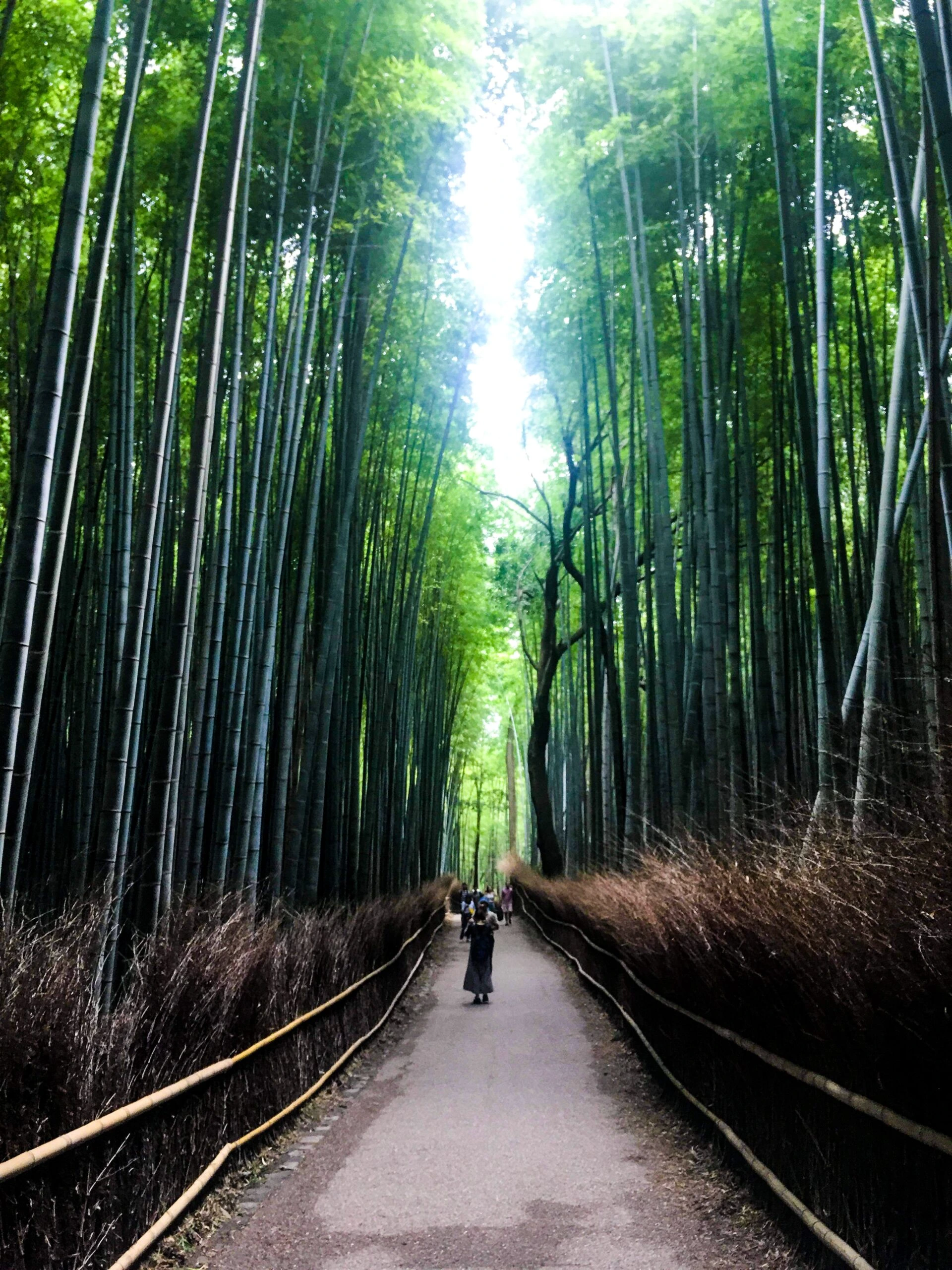 kon-karampelas-Bamboo Forest-unsplash kon-karampelas-Bamboo Forest-unsplash