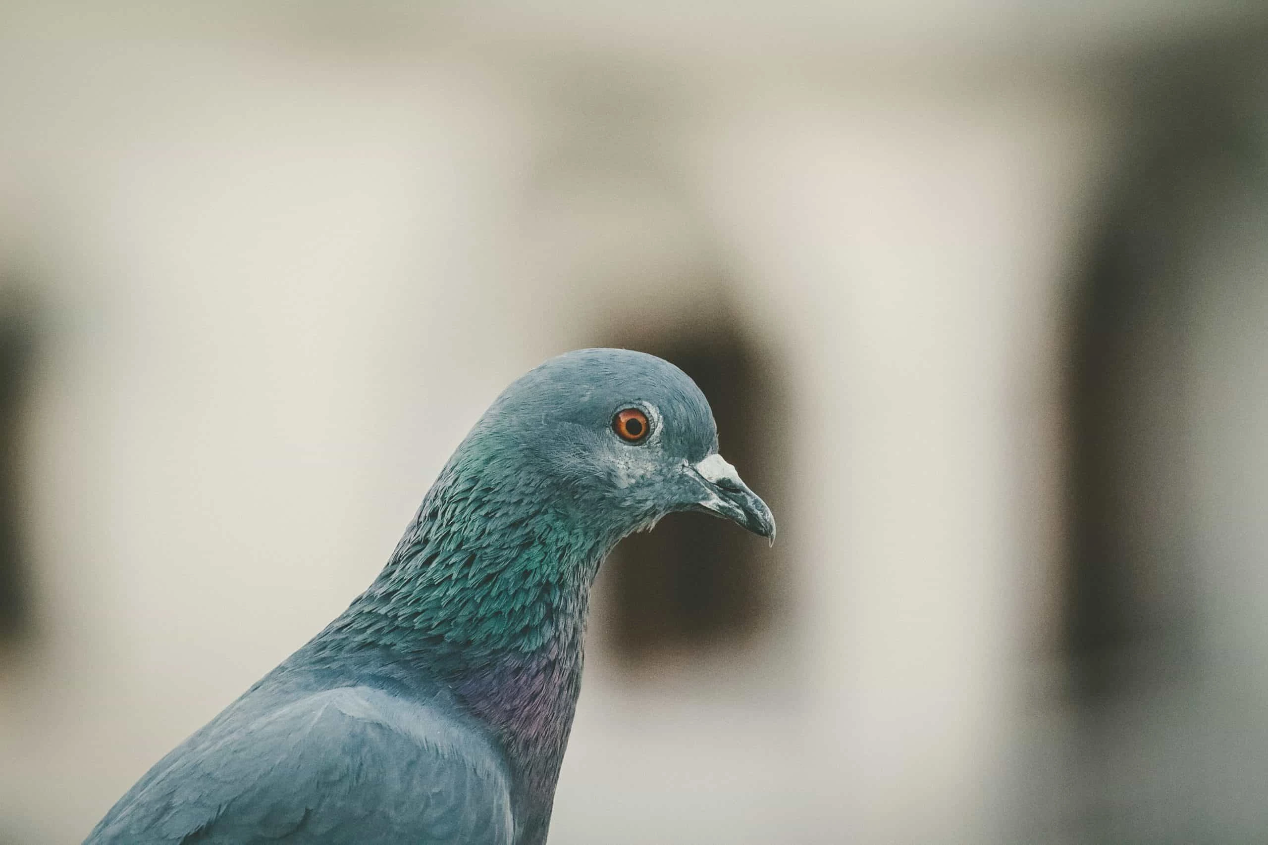 vivek-doshi-pigeon up close side view-unsplash-scaled