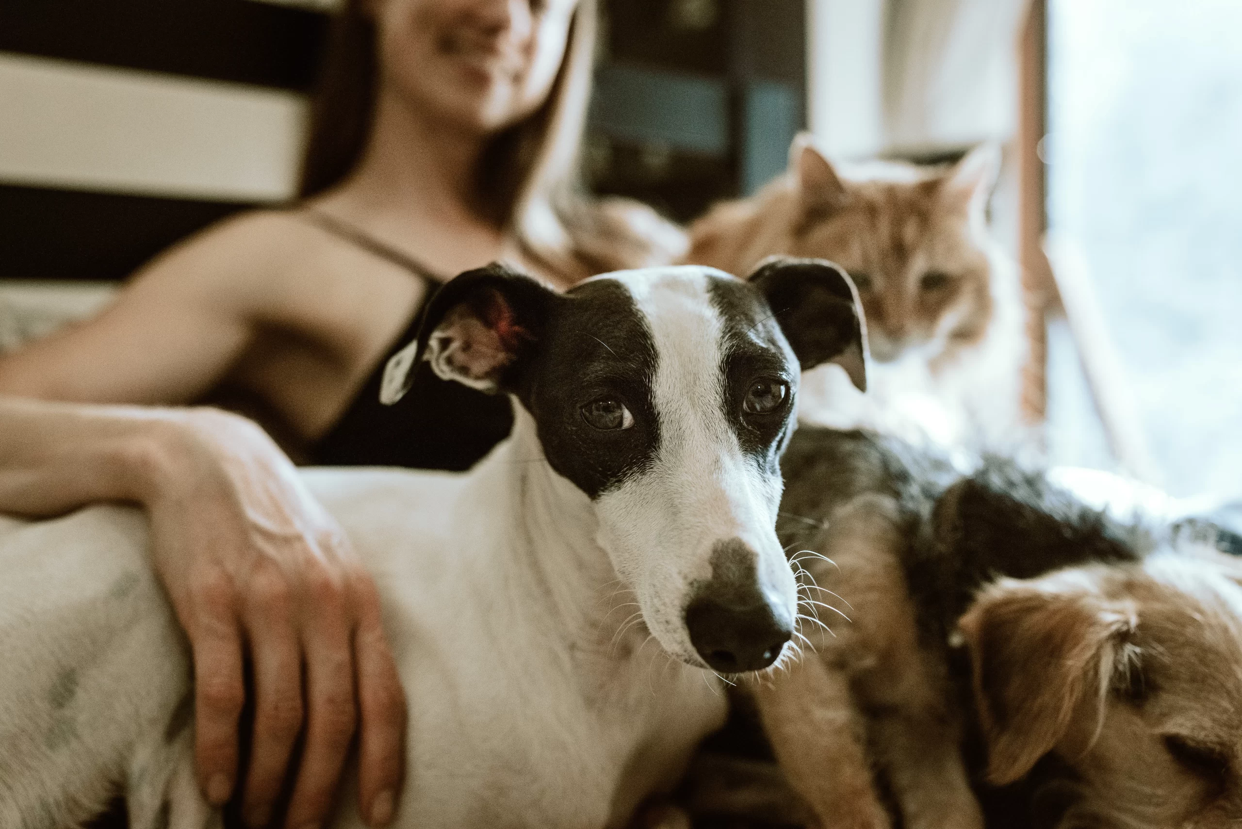 chewy-dog in foreground with owner in back-unsplash (1)