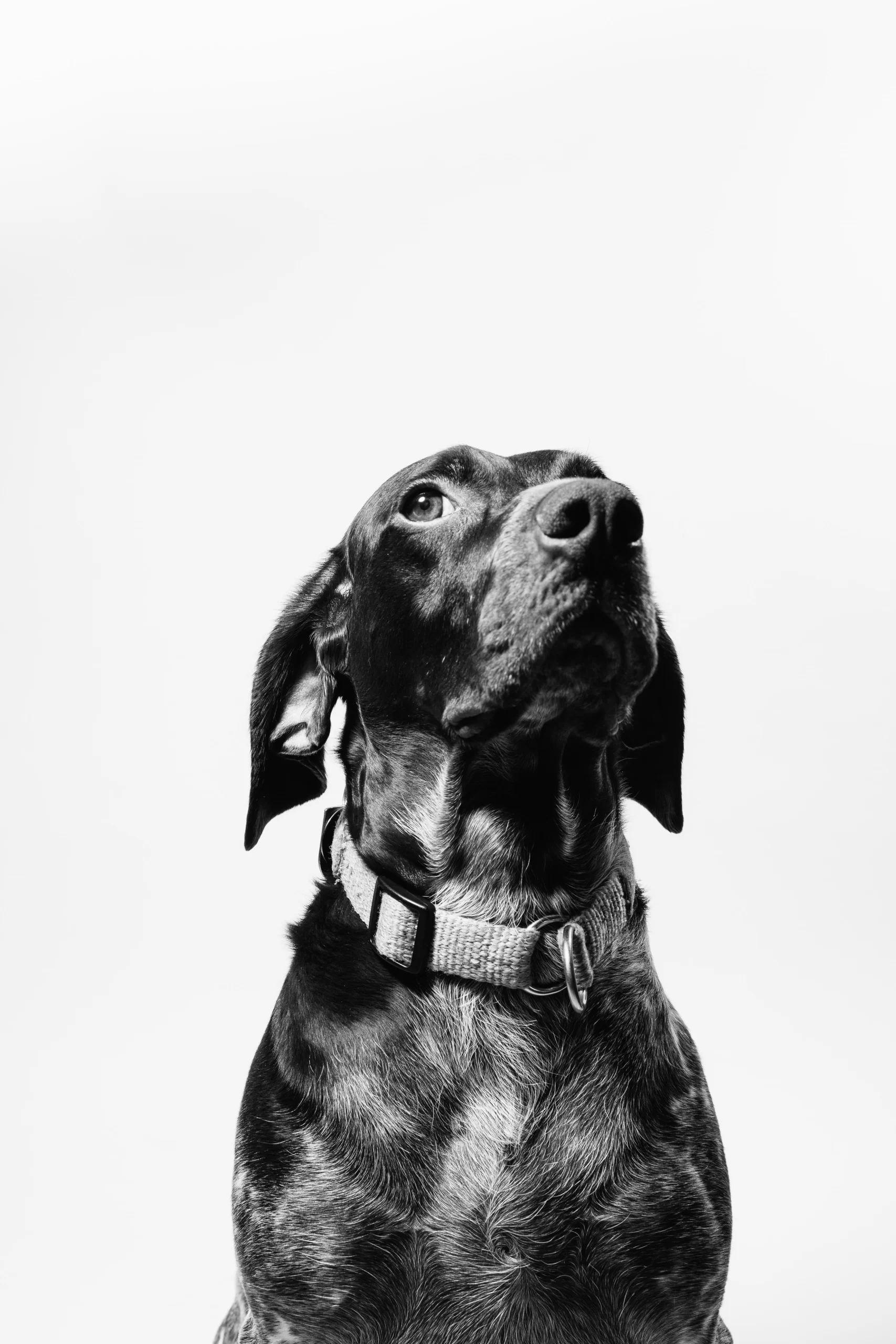 fabian-gieske-black lab-unsplash fabian-gieske-black lab-unsplash