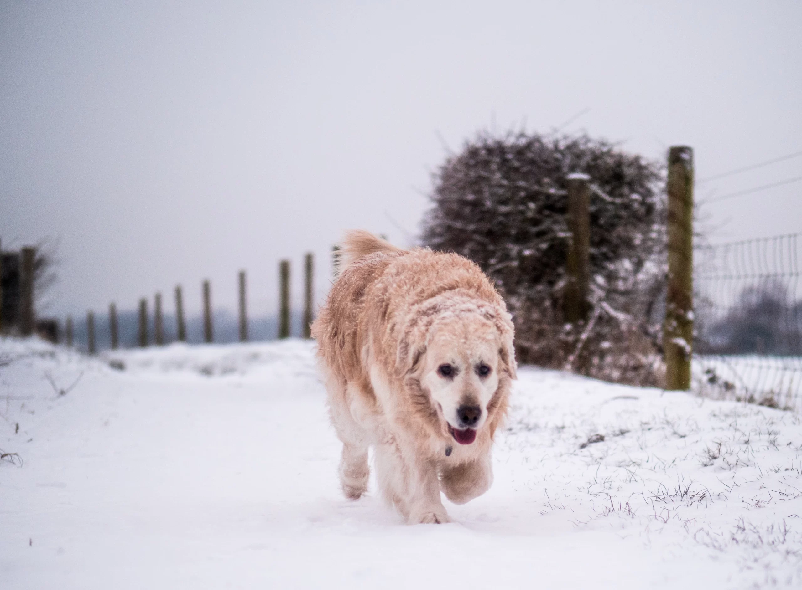 jamie-street-Large golden in snow running alongside fence line-unsplash