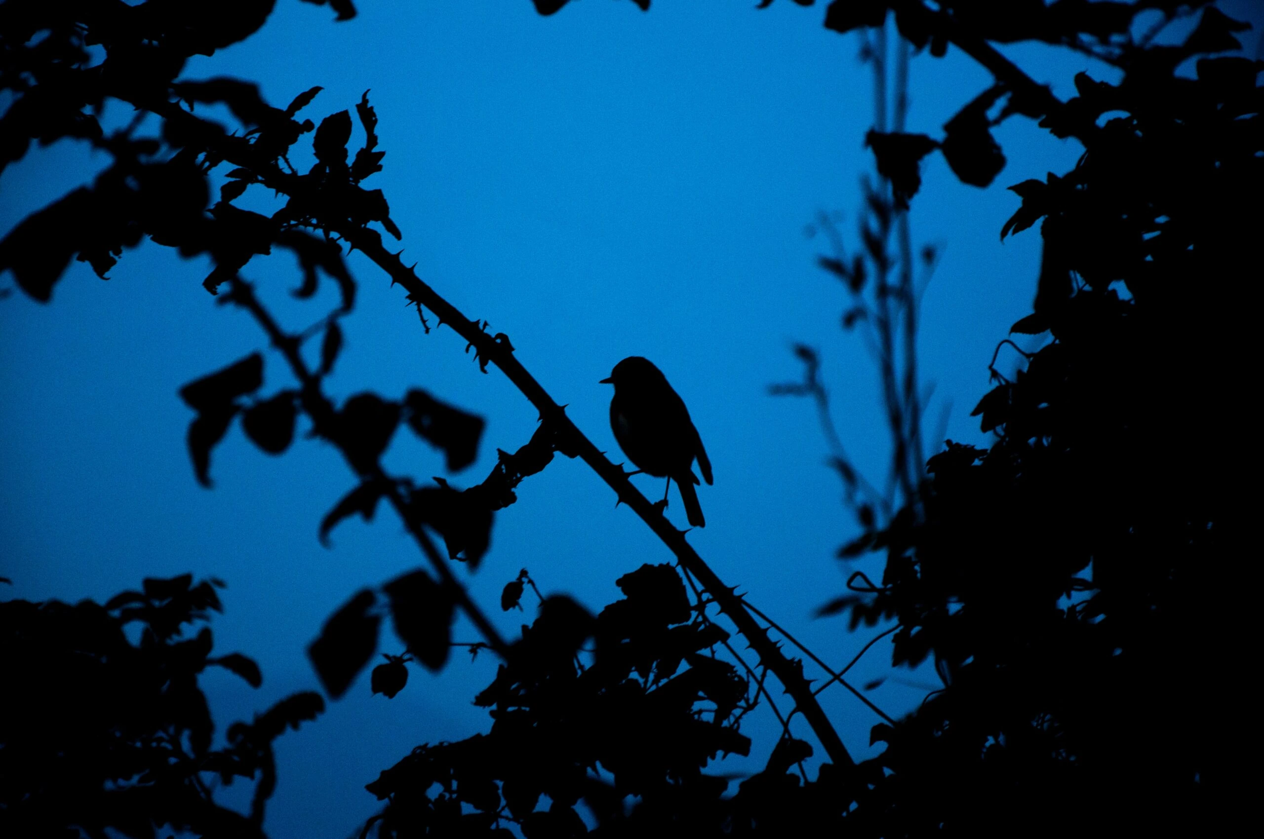 michel-catalisano-Bird ion branch h-scaled michel-catalisano-Bird ion branch h-scaled