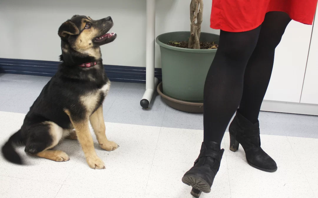 Curious about Dog Emotion and cognition?