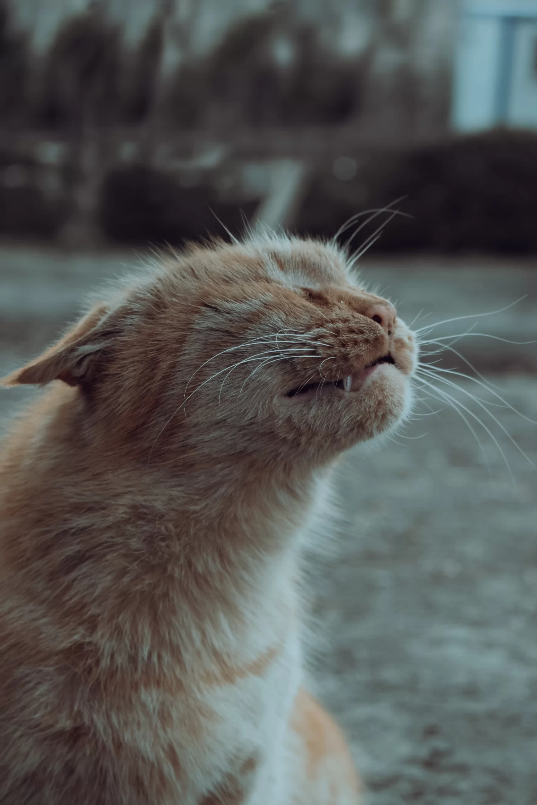 amin-moshrefi-Cat stretching head out -unsplash