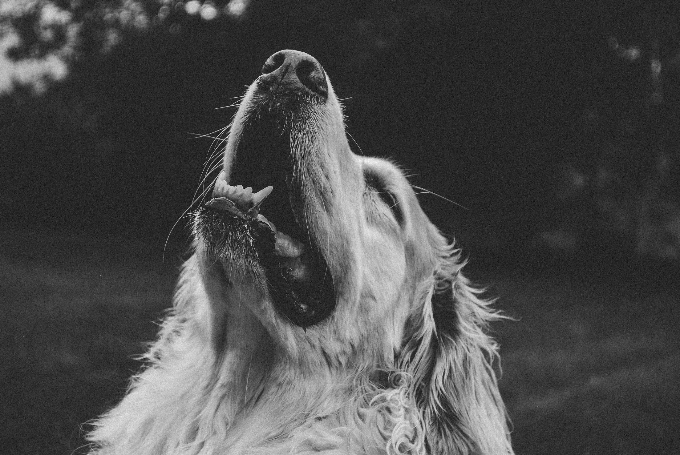 brooke-winters-Golden R with head upturned -unsplash