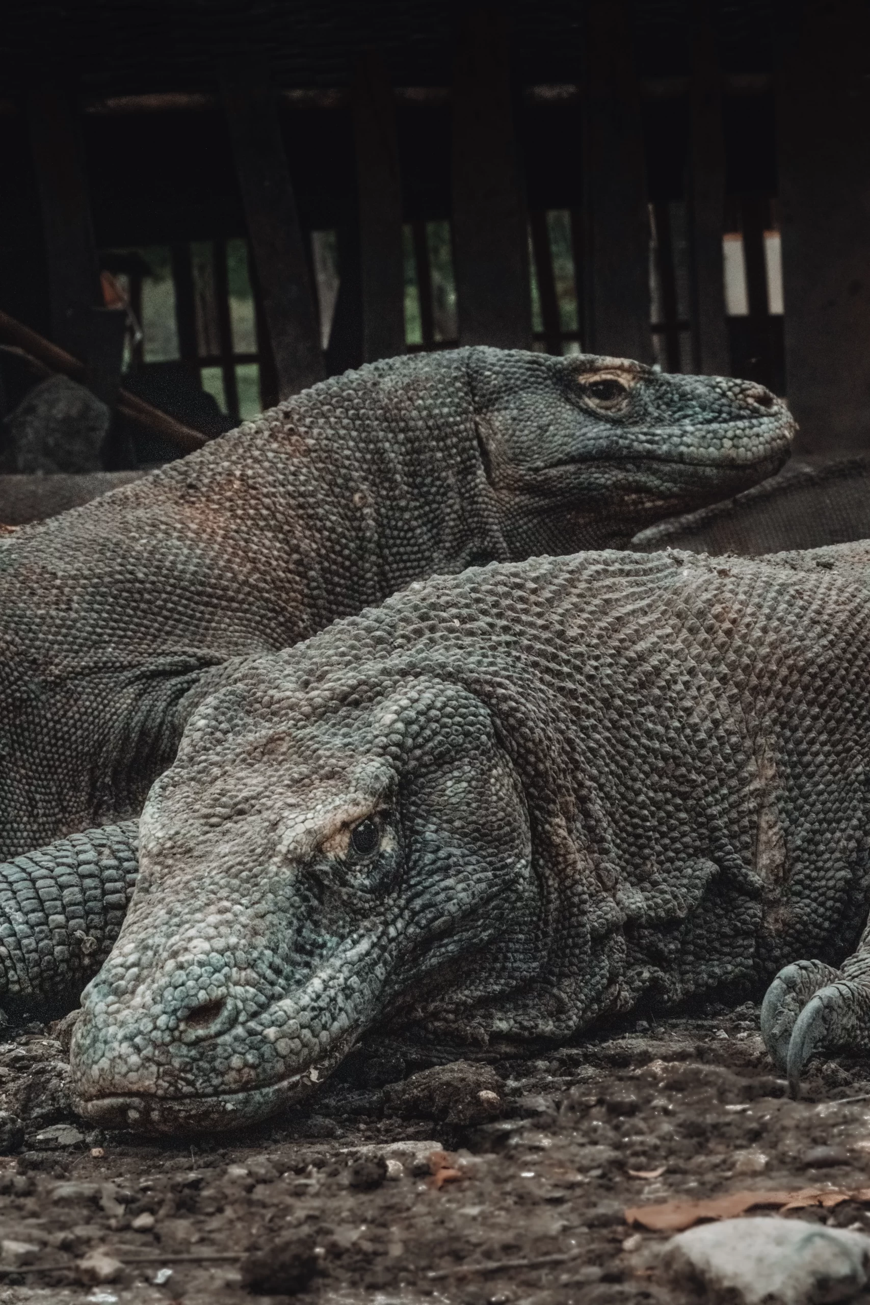 guillaume-marques-Komodo Dragons resting side by side-unsplash guillaume-marques-Komodo Dragons resting side by side-unsplash