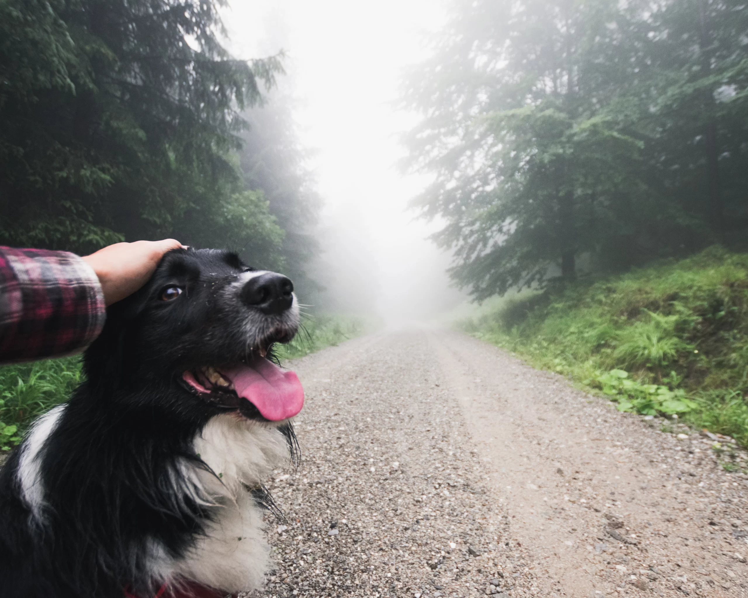 tadeusz-lakota-Dog in the AM on foggy unpaved road-unsplash