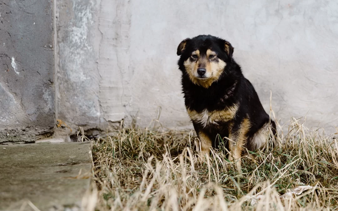 Now Join us in praise for Let it be Me!