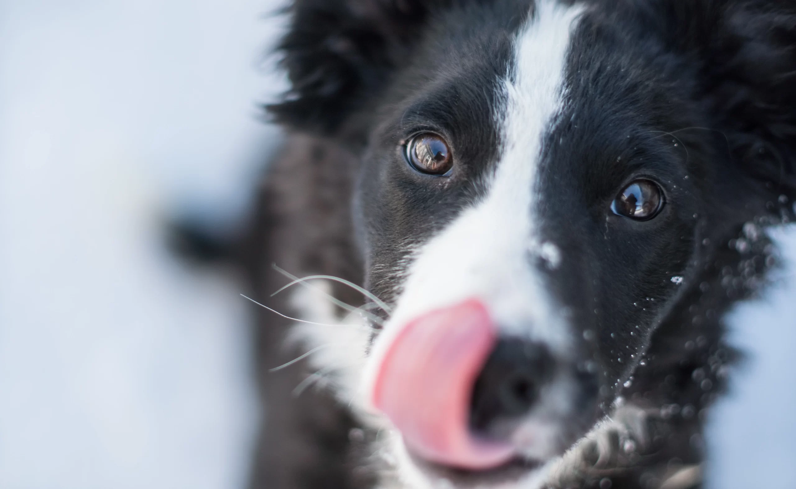 vy-schexnayder-Border-Collie-unsplash-scaled.webp