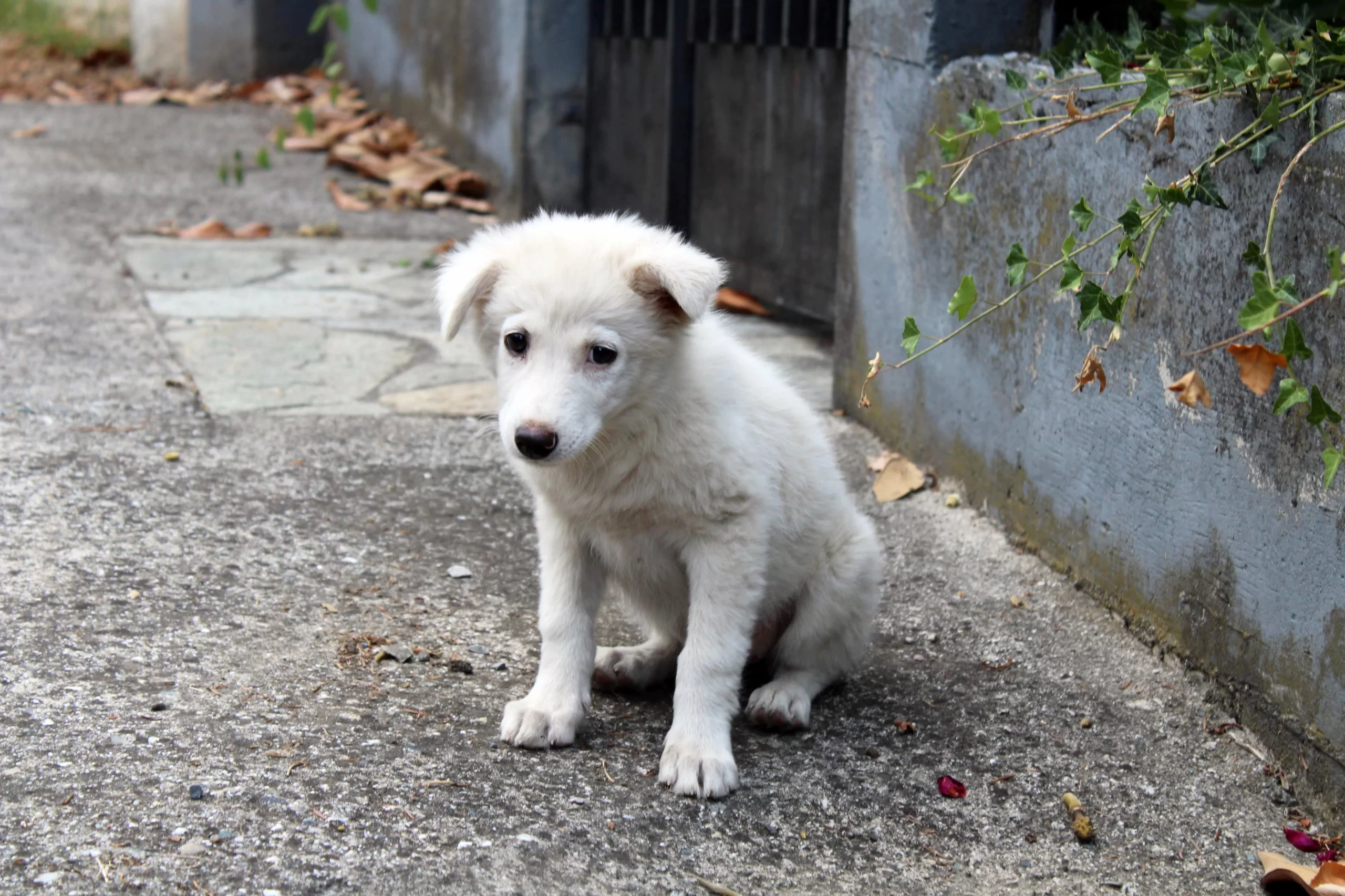 margarita-kosior-very small labardor pup-unsplash