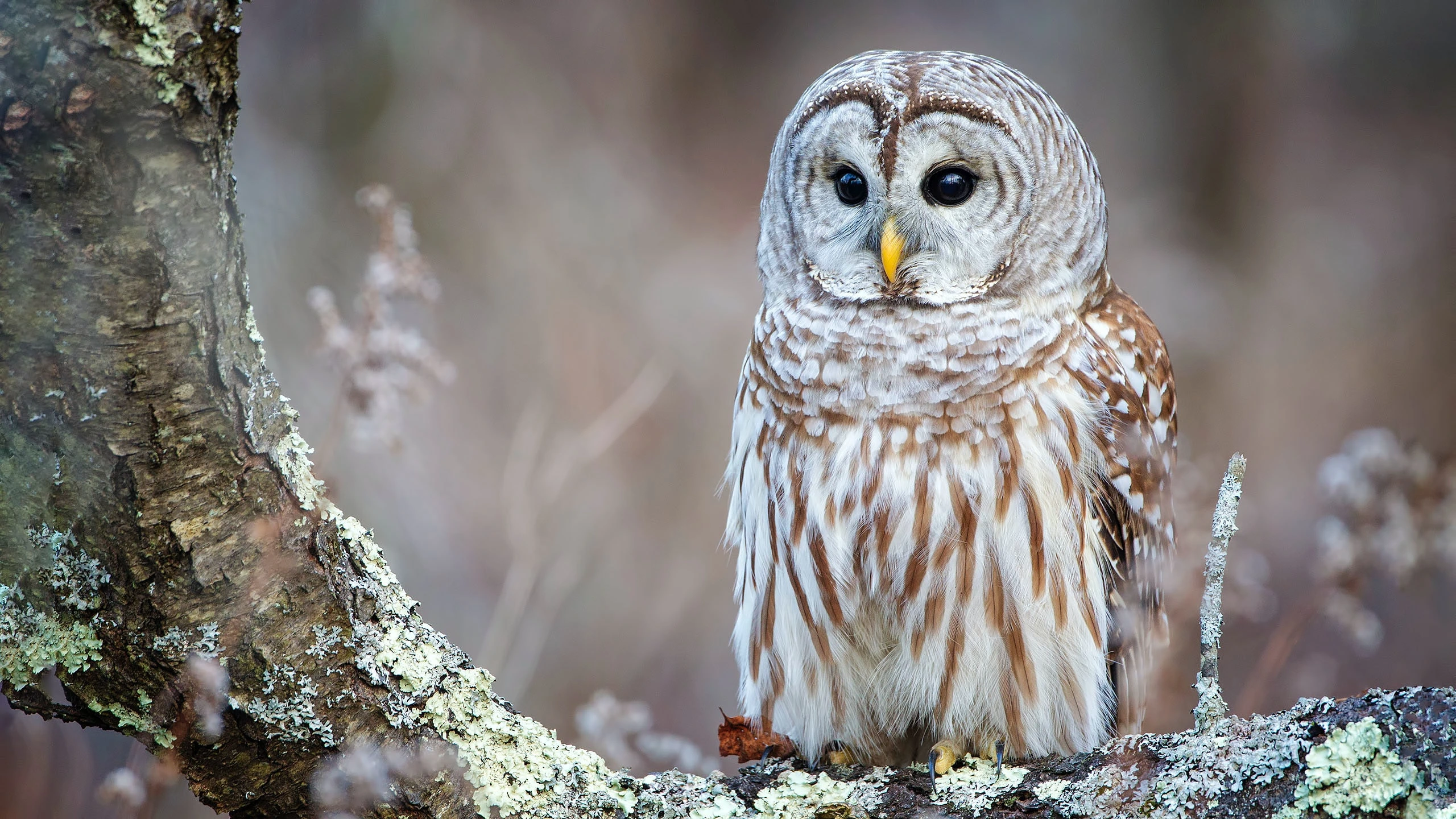 philip-brown-Barred Owl-unsplash philip-brown-Barred Owl-unsplash