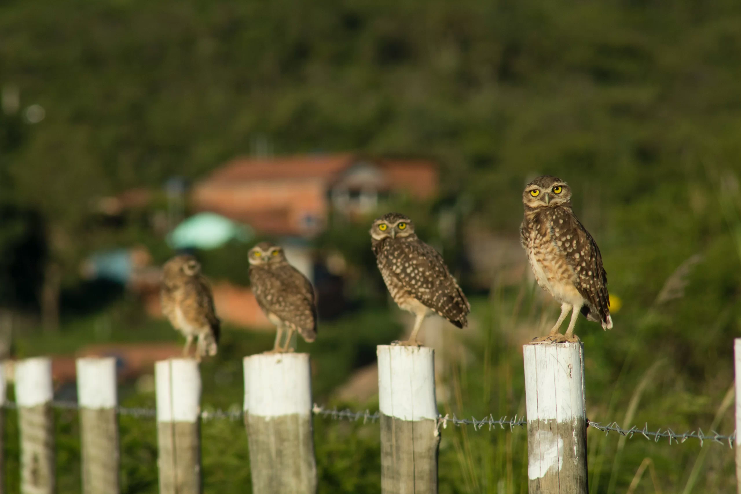 taleon-pinheiro-owls lined up on successive posts -unsplash
