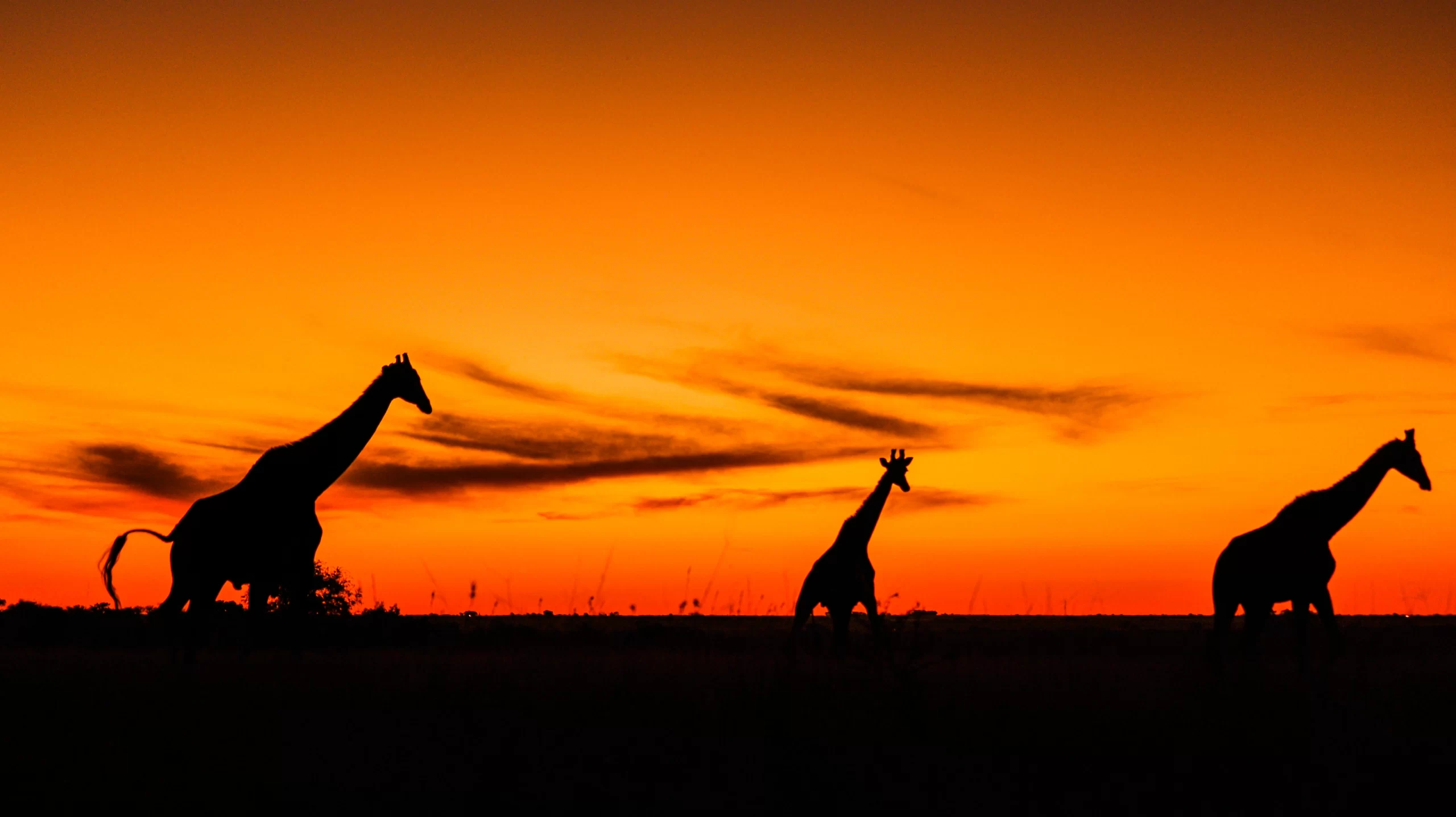 gustav-schwiering-Giraffes on move -unsplash gustav-schwiering-Giraffes on move -unsplash
