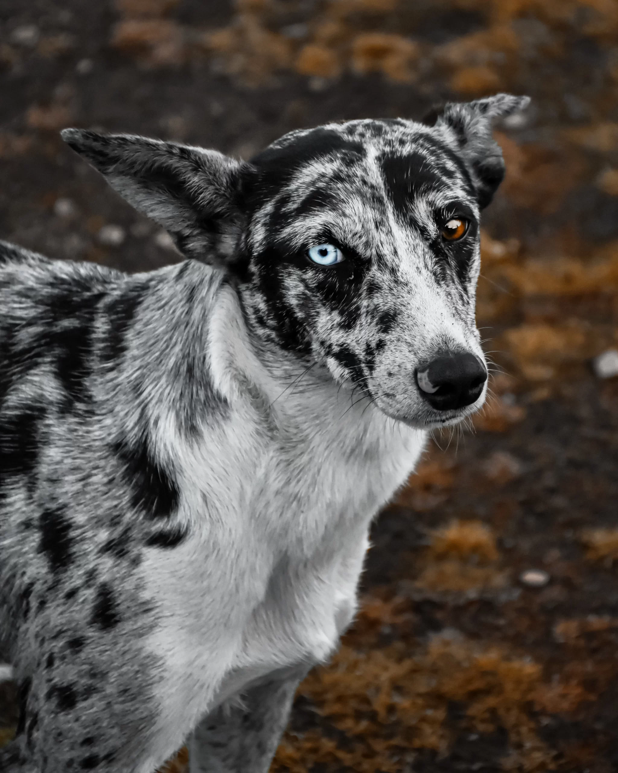 Playa Negra, San Carlos de Bariloche, Río Negro, Argentina spotted wild dog by lucas leonal suarez on Unsplash