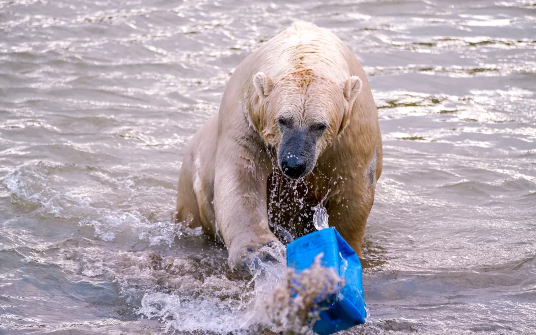 Climate Crisis. Too Late? The time to act is NOW?
