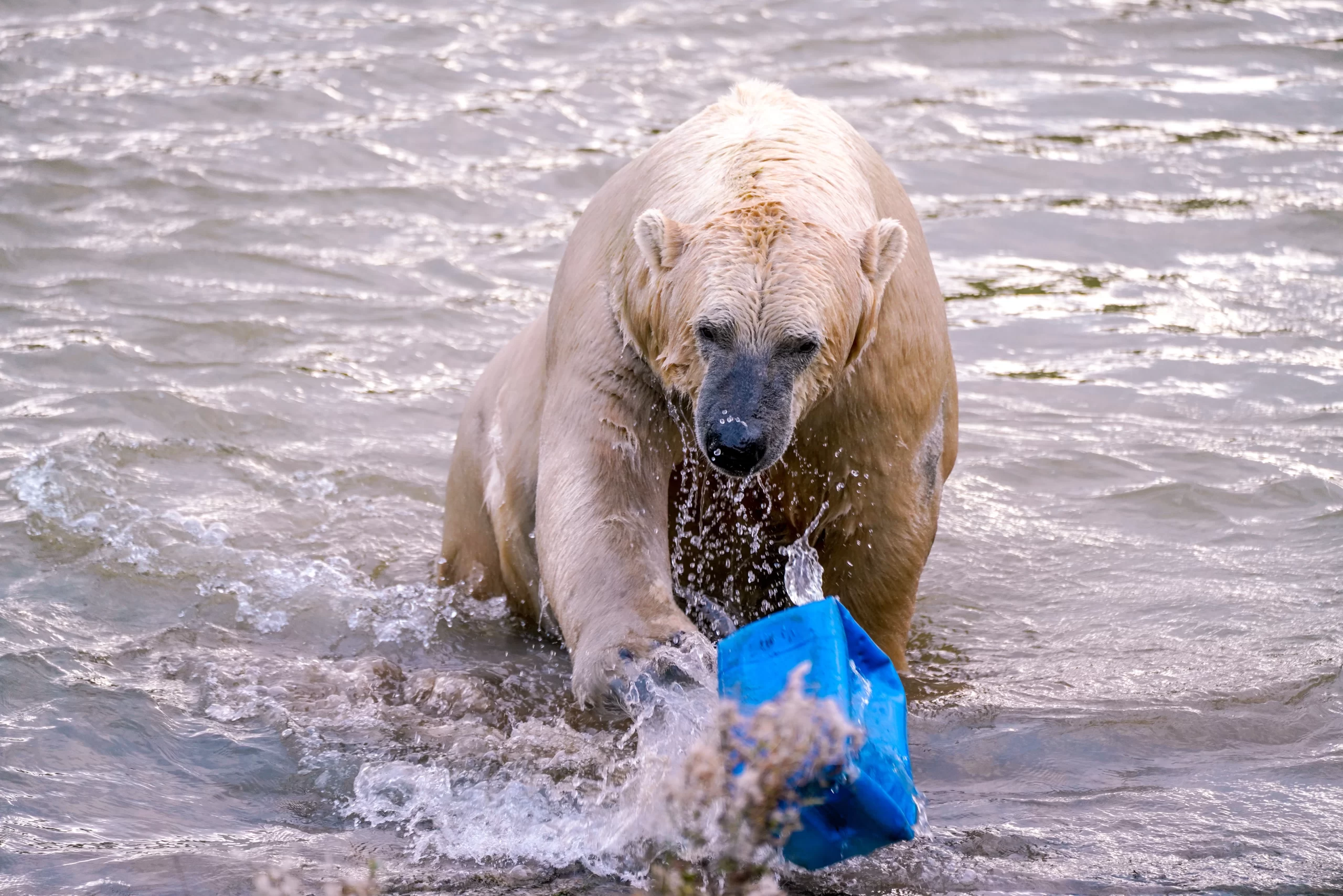 yomex-owo-SONY, ILCE-7RM3 Free to use under the Unsplash License Polar bear habitat under threat from climate change-unsplash
