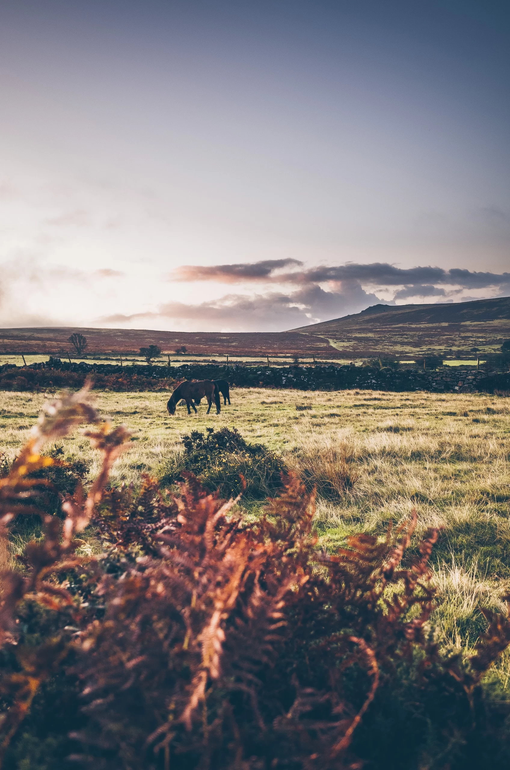 Jill Dimond image Dartmoor, Yelverton, Devon, UK Published on March 14, 2021 RICOH IMAGING COMPANY, LTD., GR II Free to use under the Unsplash License Dartmoor ponies in the sunrise on Dartmoor, Devon, UK.