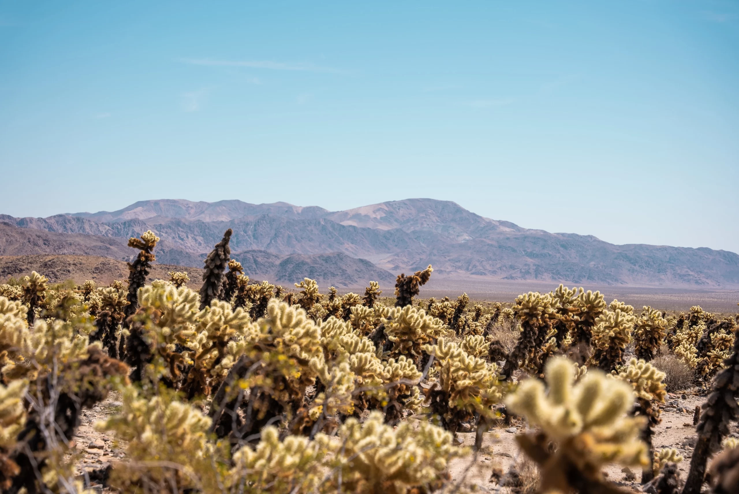 tyler-casey-Cholla Cactus Garden CA-unsplash