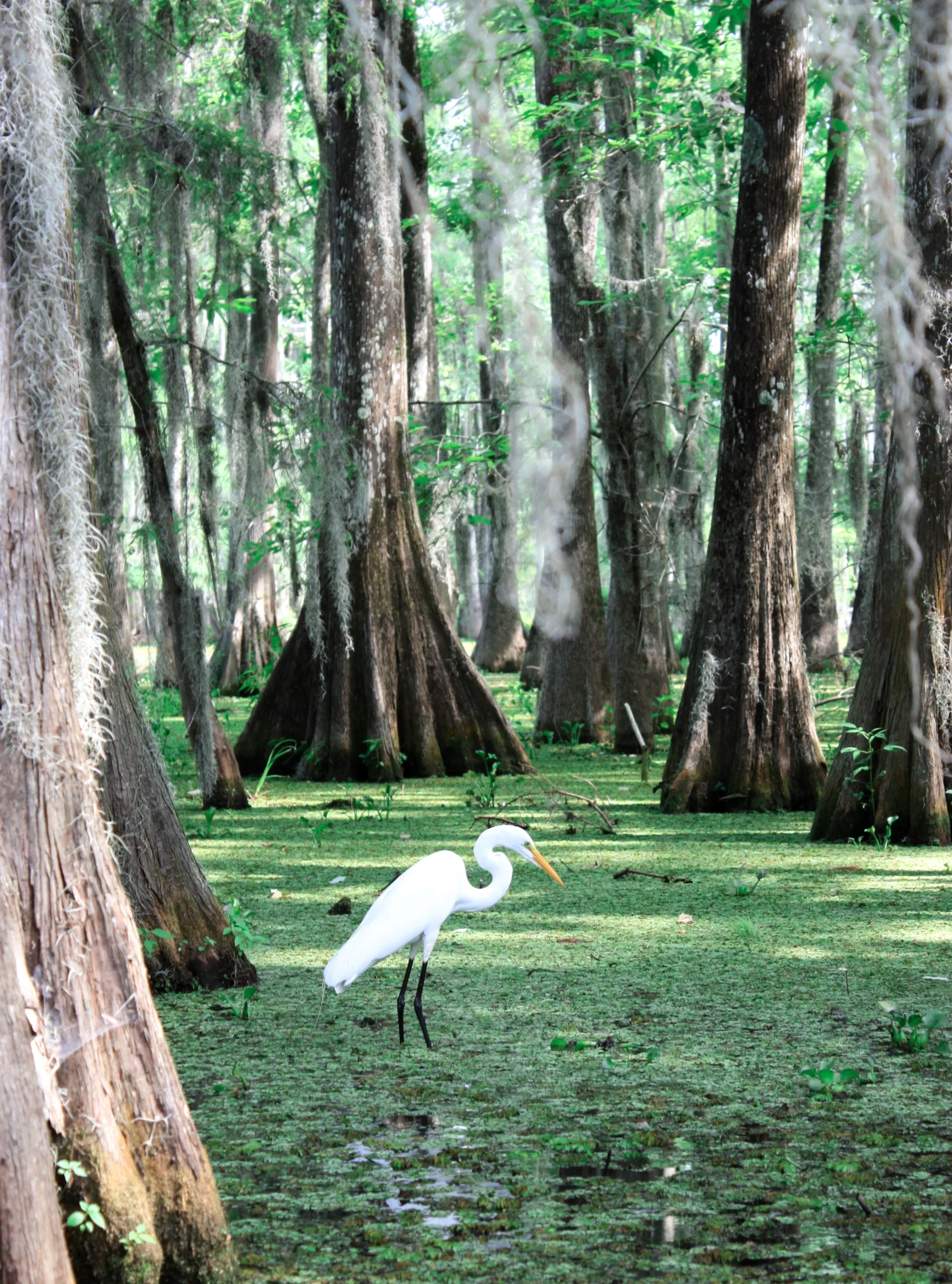 morgane-perraud-llG-wM6YjL8-unsplash Downloads 6,665 Lac Martin, Parish Governing Authority District 6, Louisiana, USA Published on June 23, 2020 Canon, EOS 450D Free to use under the Unsplash License An egret bird in the swamp, at the Lake Martin