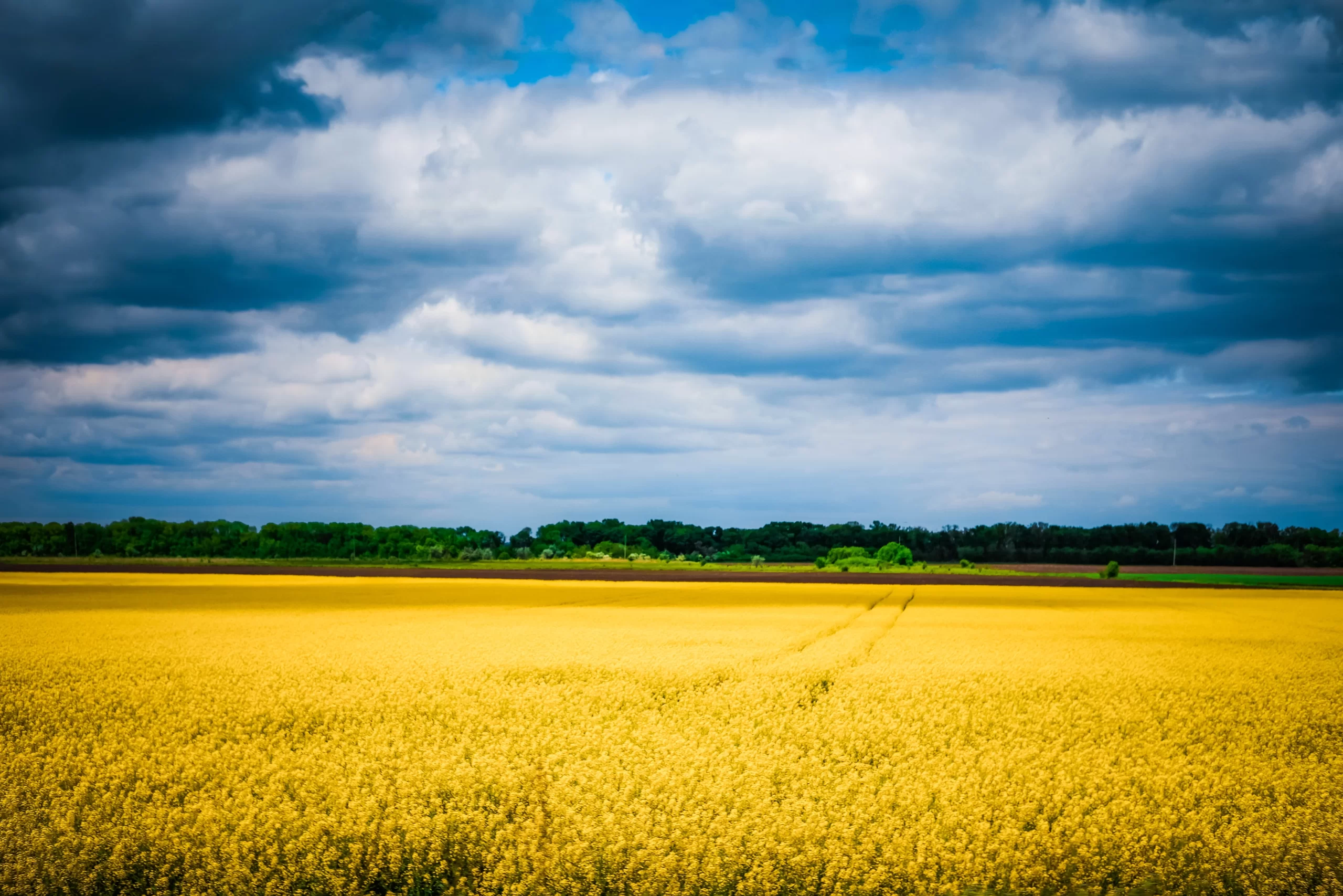 Ukraine, Ukraine Published on May 30, 2021 FUJIFILM, X-T4 Free to use under the Unsplash License Golden endless