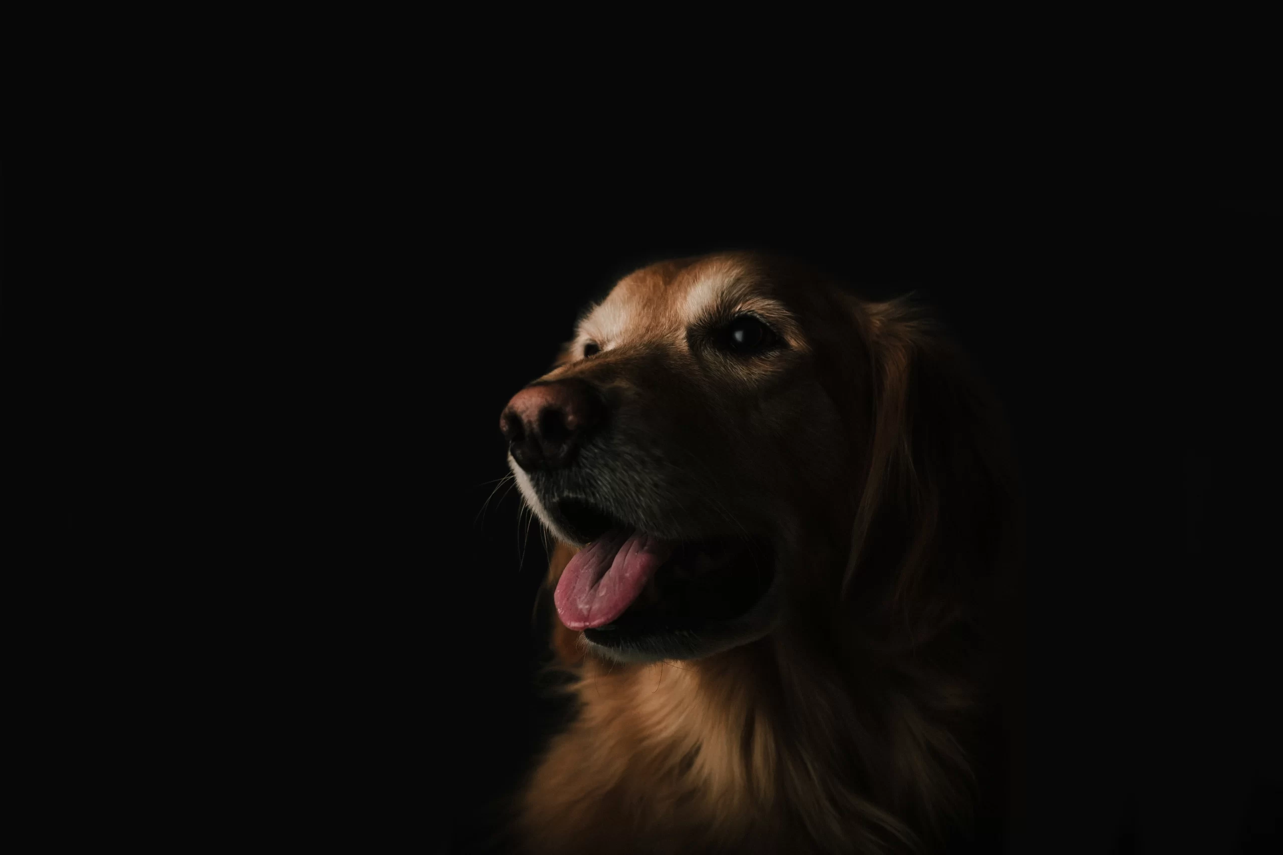 Published on March 4, 2016<br />
Canon, EOS 5D Mark II<br />
Free to use under the Unsplash License<br />
A happy golden retriever with dramatic lighting by Brandon Day Unsplash