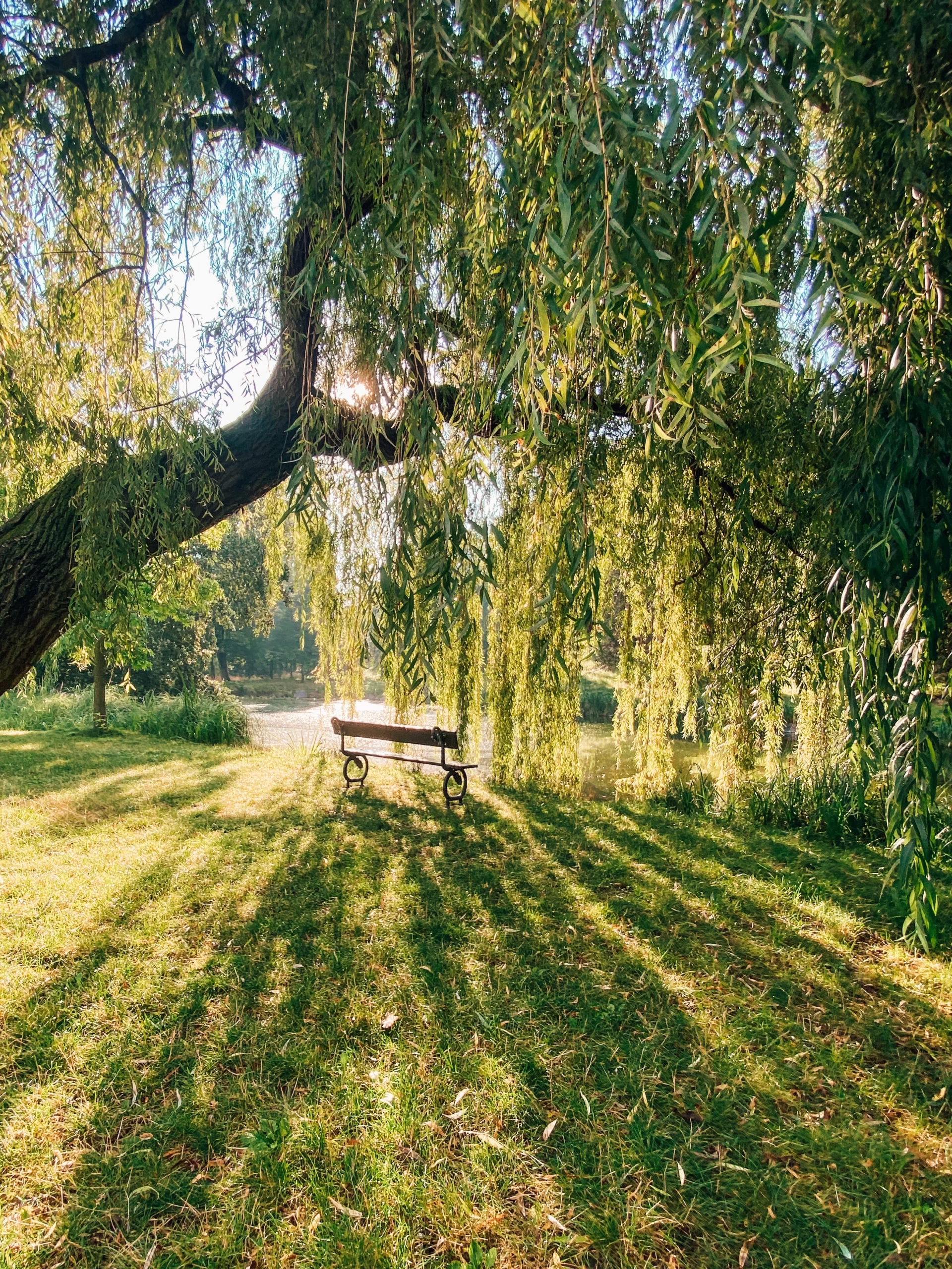 jan-antonin-kolar-Published on August 16, 2020 Apple, iPhone 11 Free to use under the Unsplash License Willow tree at park over a bench Published on August 16, 2020<br />
Apple, iPhone 11<br />
Free to use under the Unsplash License Willow tree at park over a bench