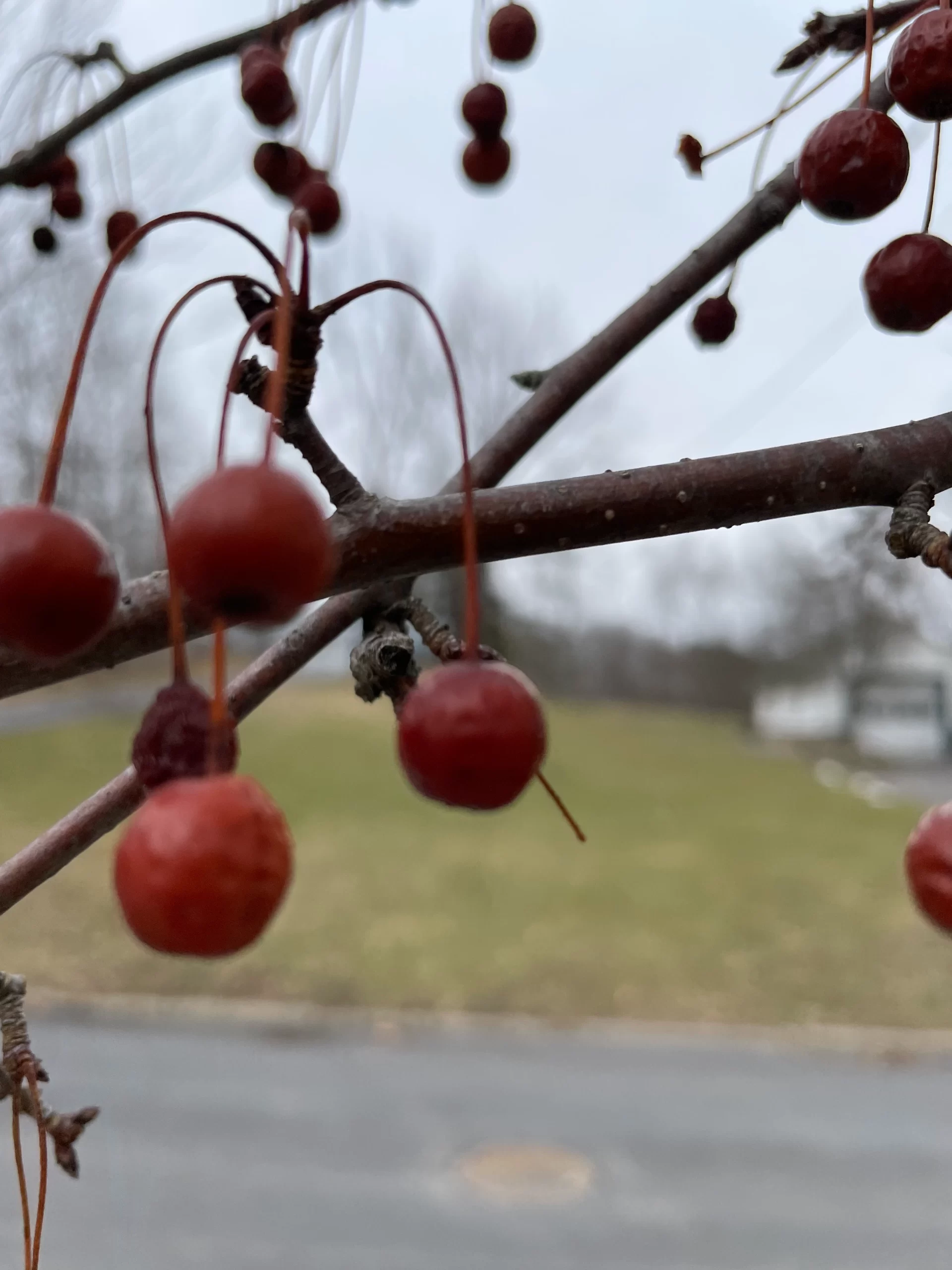 Hackberry tree with berries Paul Langan image 3-3-2023