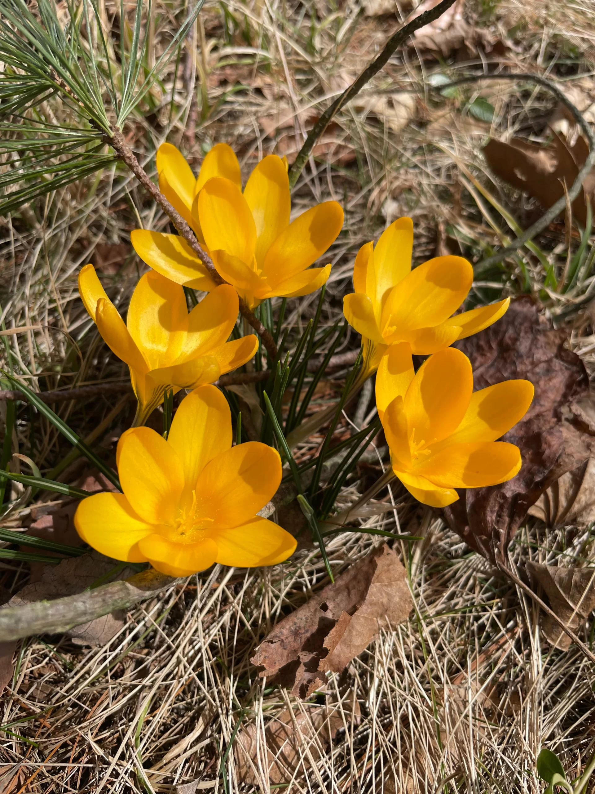 Yellow flowers Ithaca NY Taylor Place March 23, 2023 by Paul Langan Yellow flowers Ithaca NY Taylor Place March 23, 2023 by Paul Langan