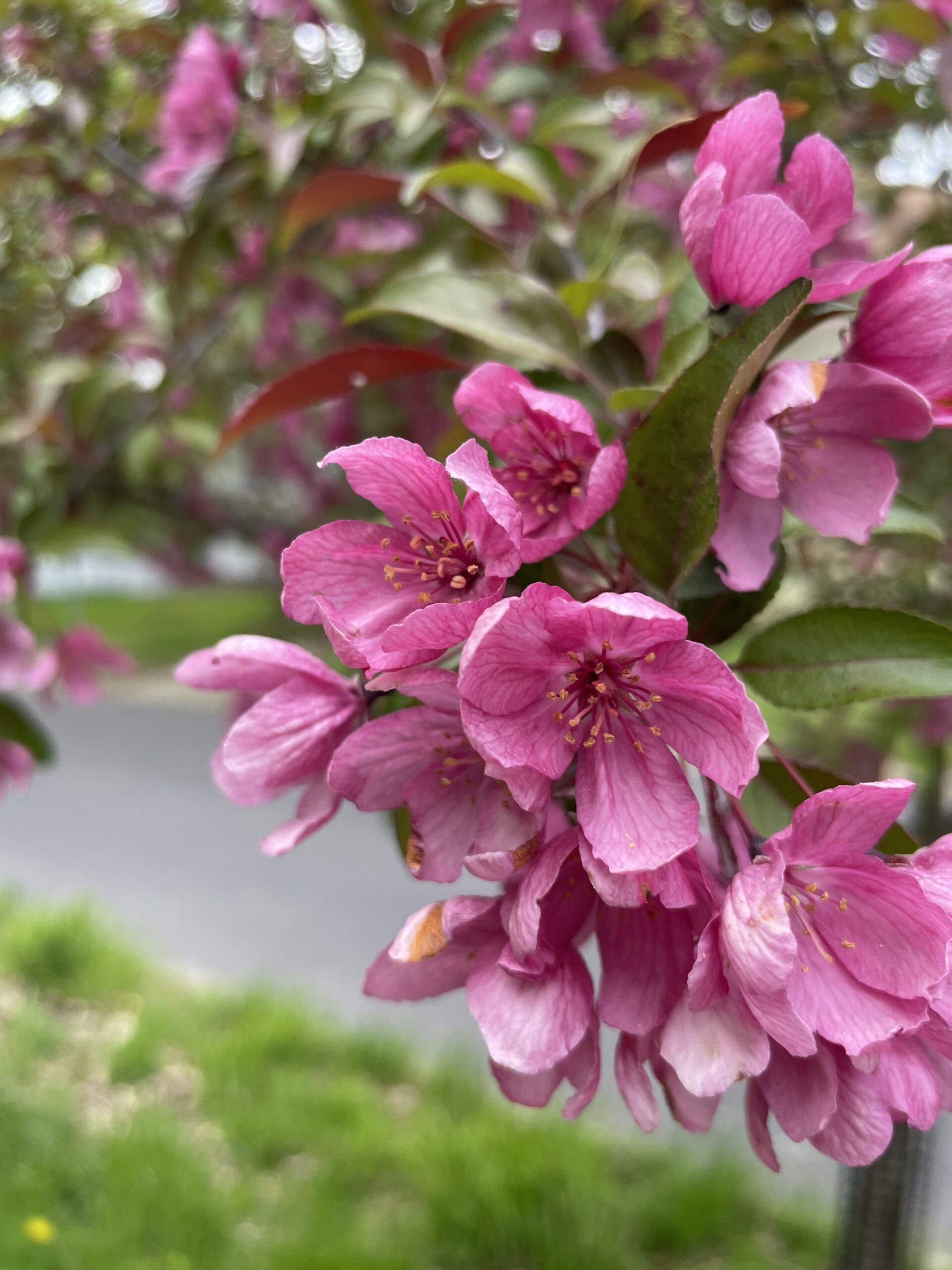 Magnolia on Hook place in full bloom