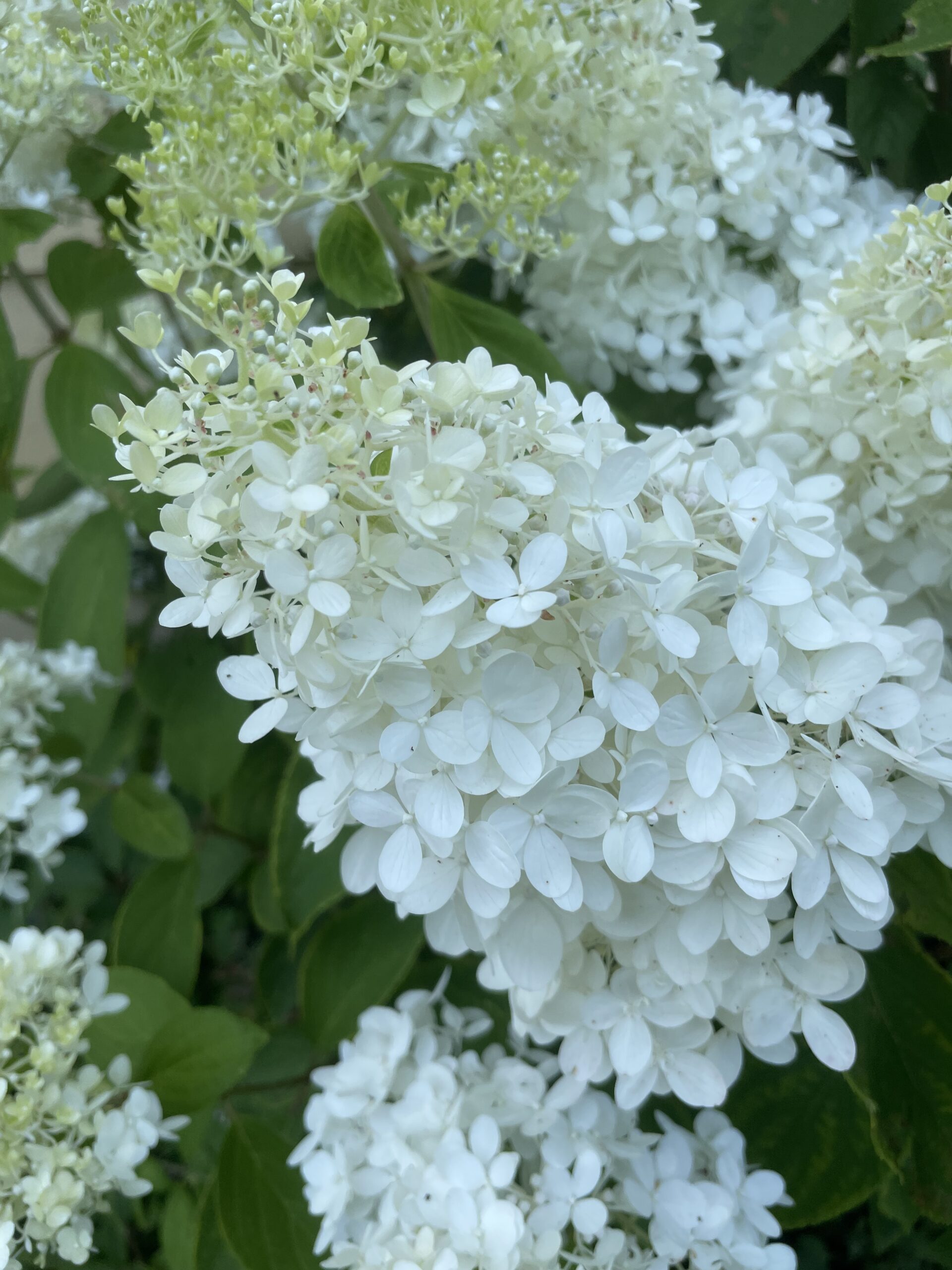 Hydrangea Mads backyard by Cool Media, LLC 