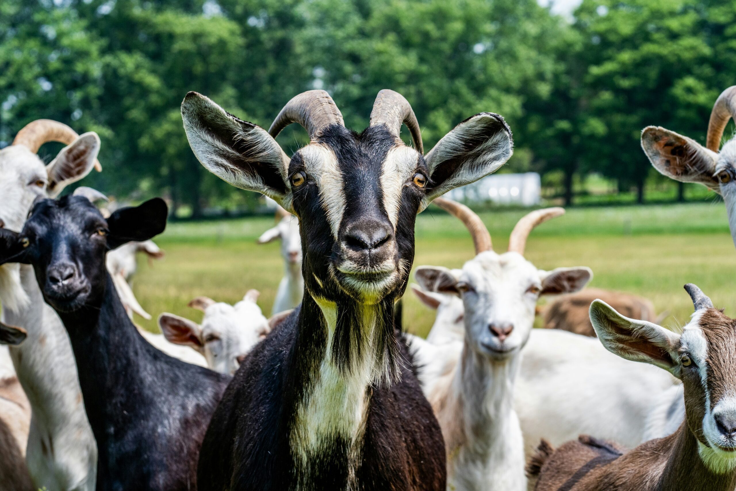 chris-robert-Goats-NV-fg-unsplash