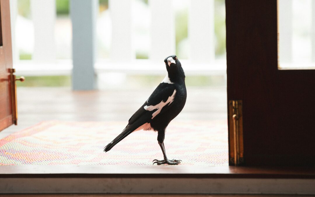 The Clever Trickster Magpie in the now