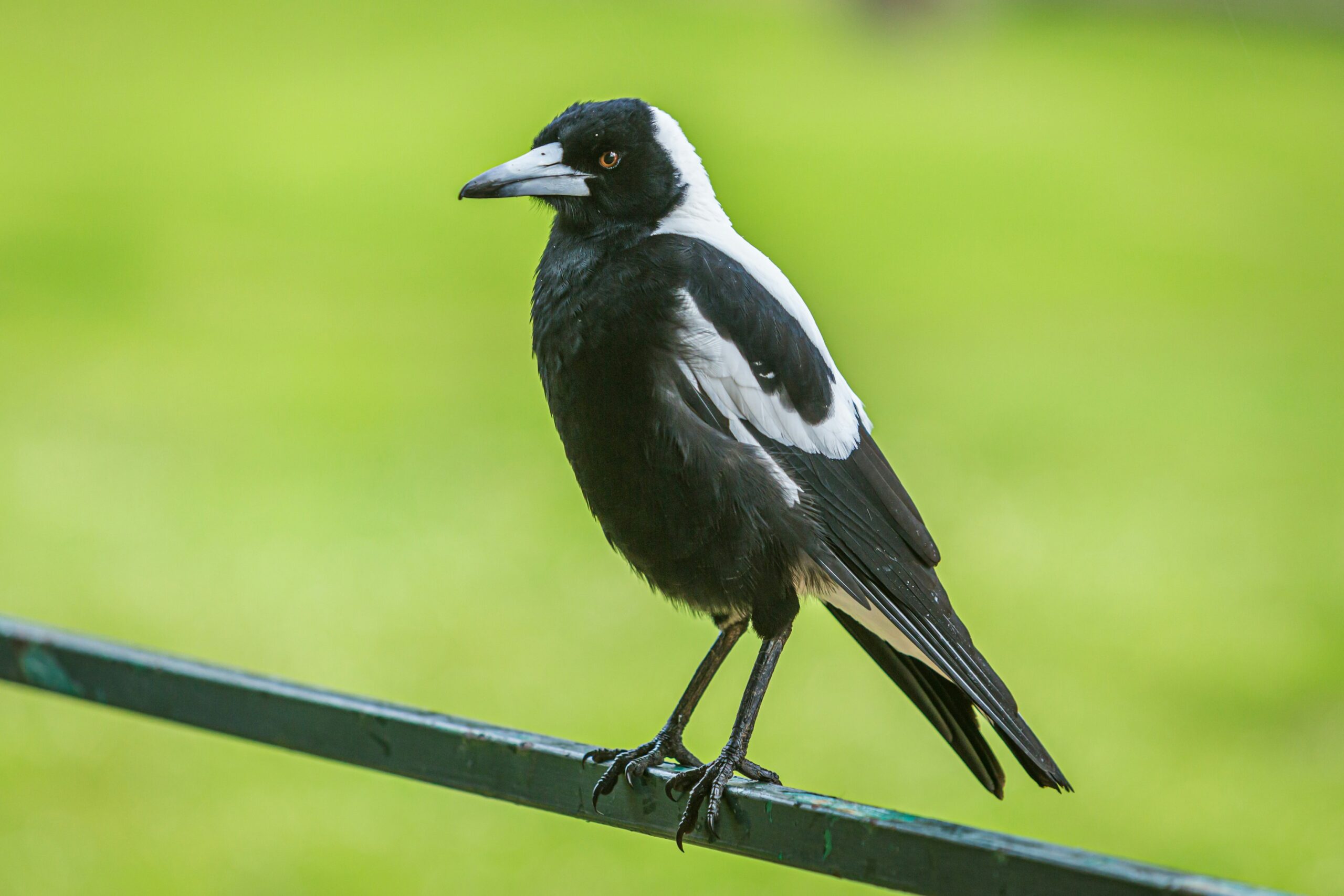 Australian magpie (Gymnorhina tibicen) sitting on steel bar</p>
<p>Western Australia, Australia<br />
Published on August 24, 2020<br />
Canon, EOS 5D Mark III<br />
Free to use under the Unsplash License