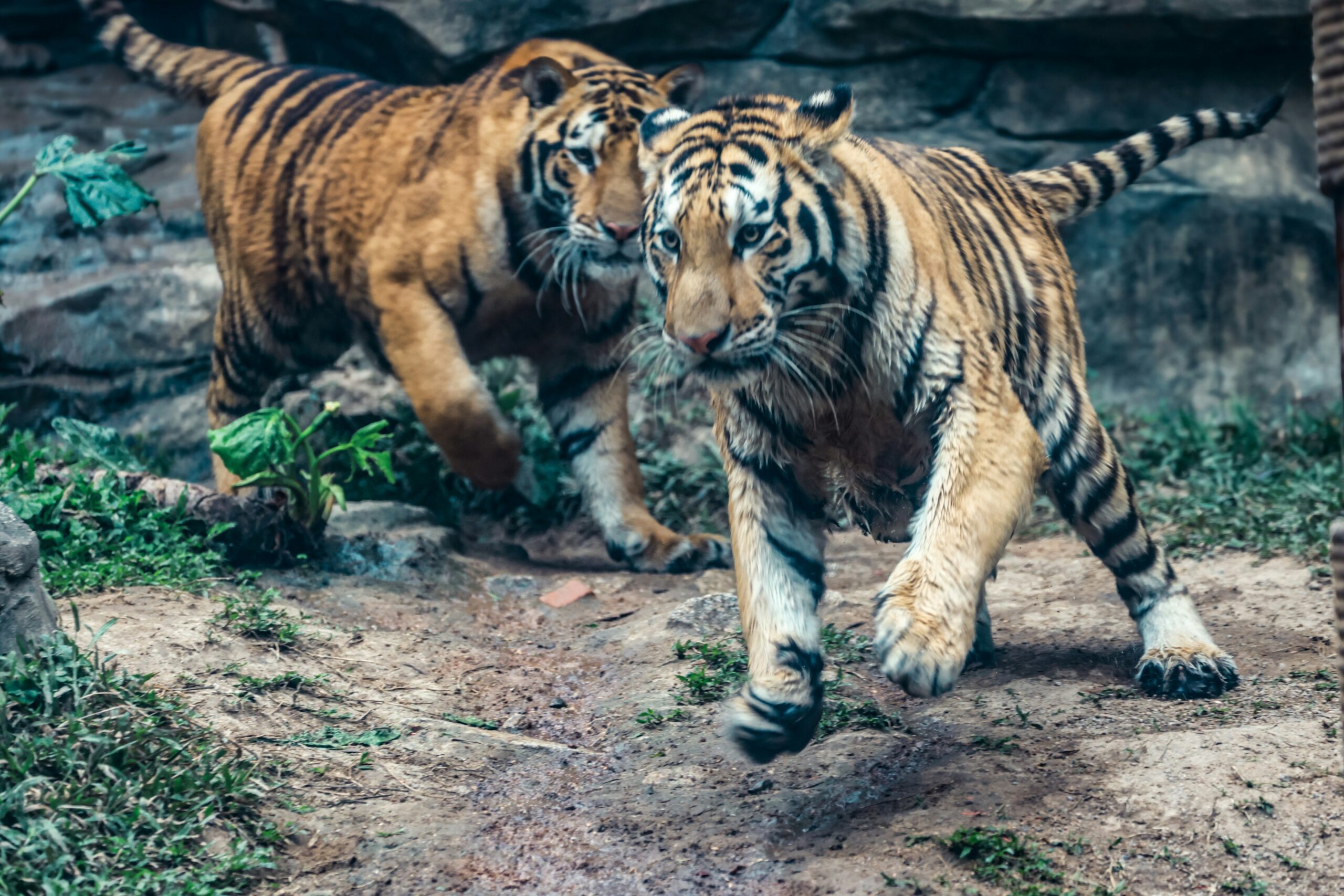 Are you playing with Tigers, right now!