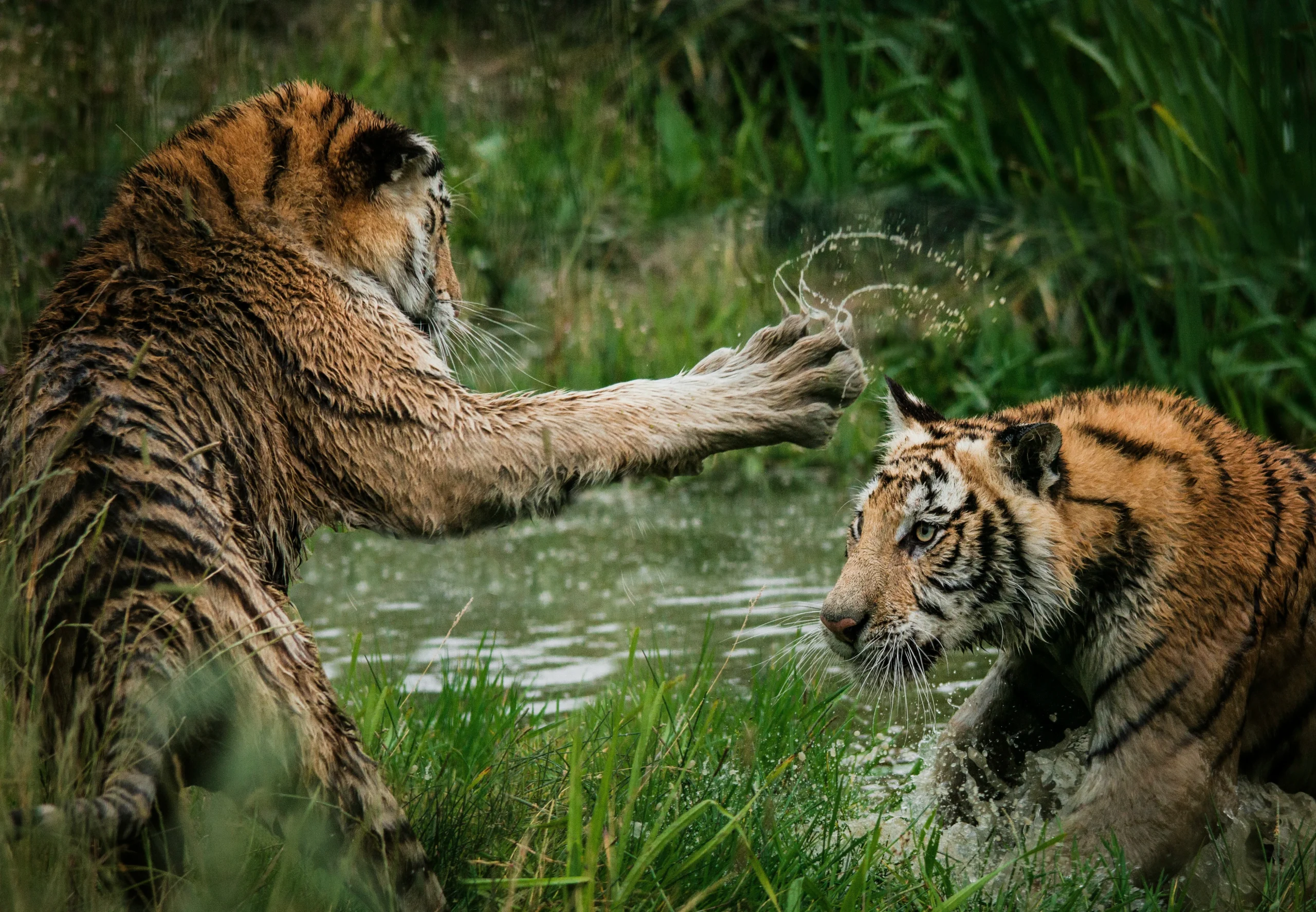Tiger cubs playing in the water

Zoopark, Næstved, Denmark
Published on July 21, 2017
Canon, EOS 7D
Free to use under the Unsplash License
