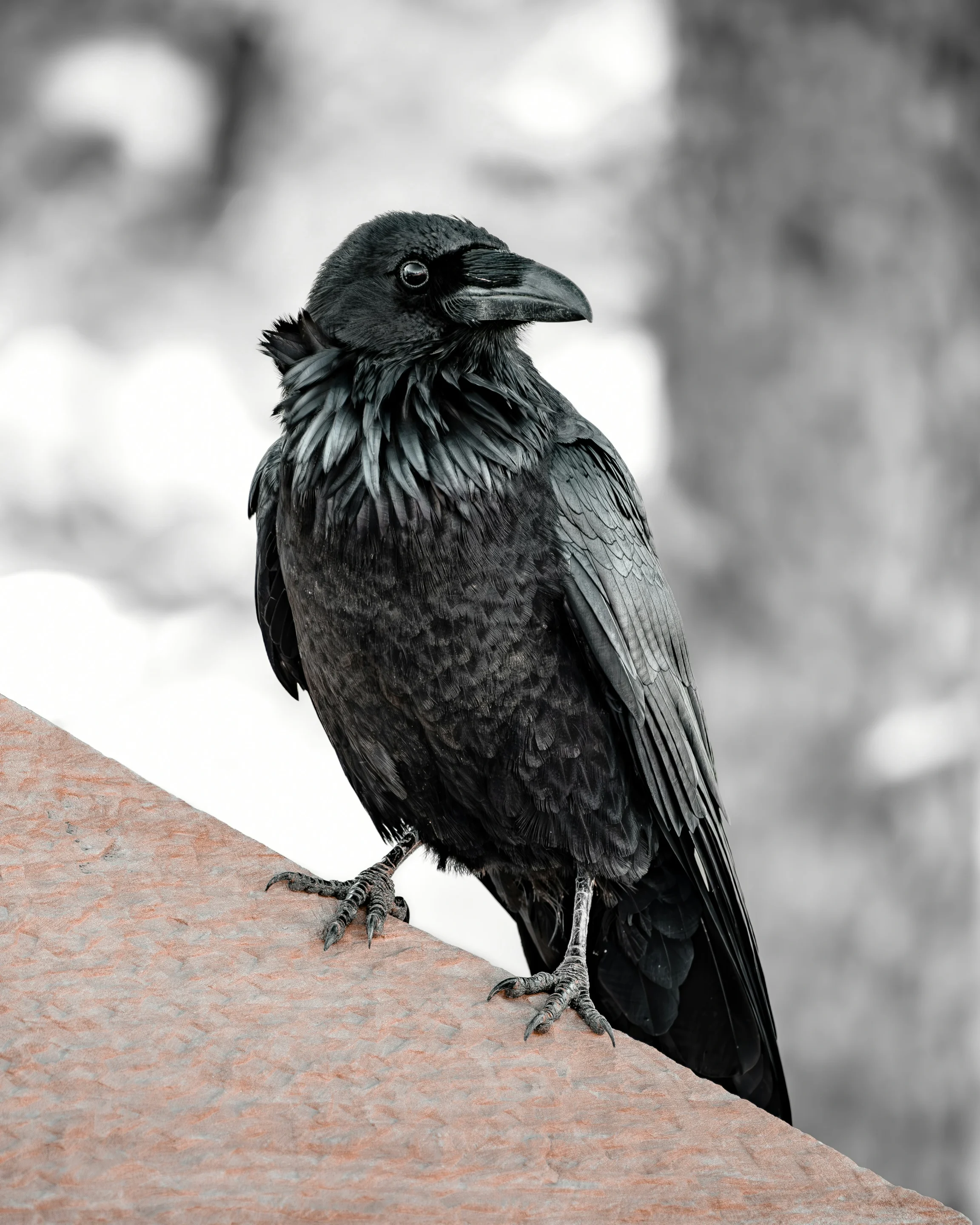 daniel-shapiro-One of the most smartest and adaptable birds on the planet, the Raven Bryce Canyon National Park, Utah, USA Published on April 26, 2023 (UTC) FUJIFILM, X-T1 Free to use under the Unsplash License