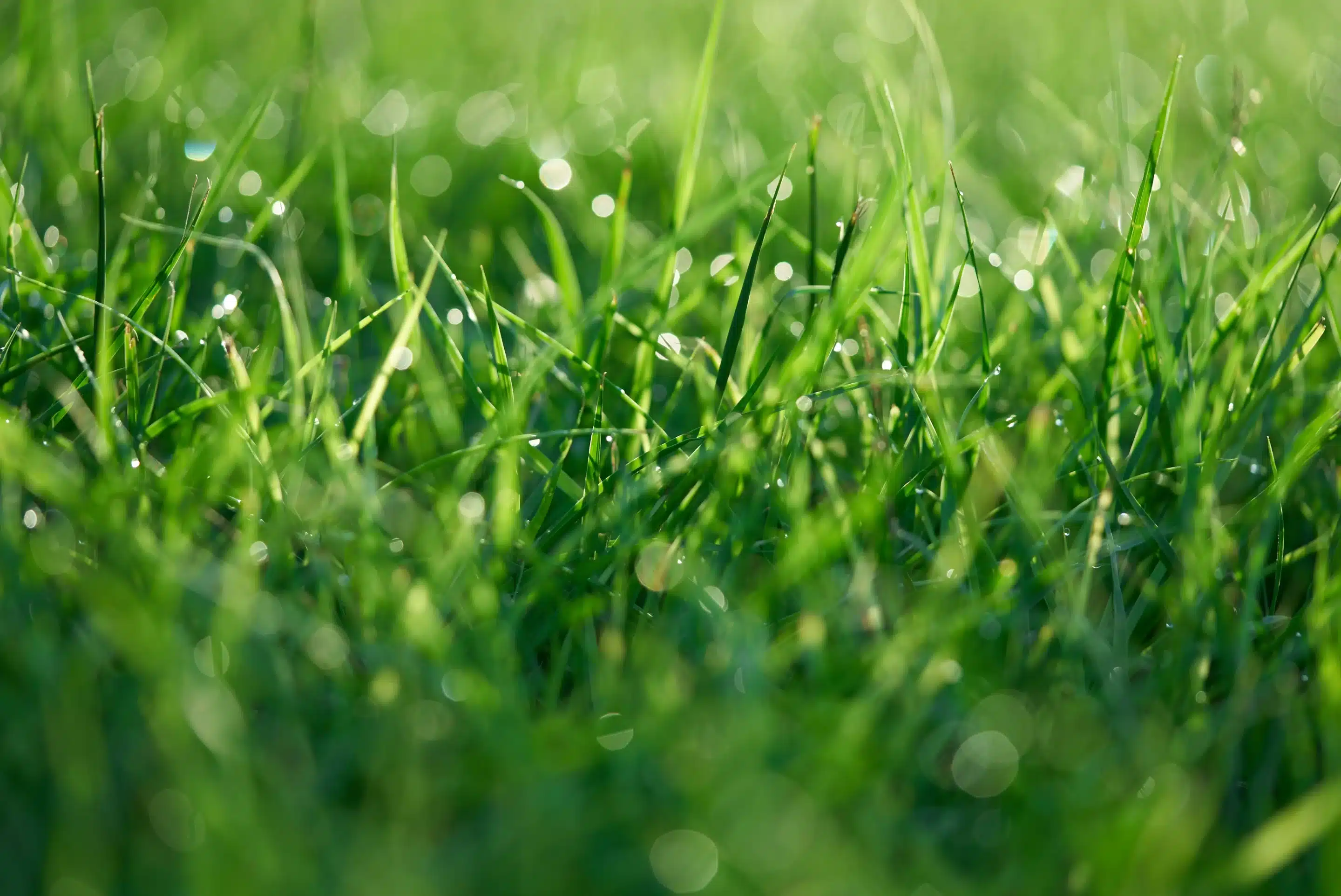 nora-jane-long-grassy lawn unsplash Published on August 29, 2024 (UTC) SONY, ILCE-7SM3 Free to use under the Unsplash License