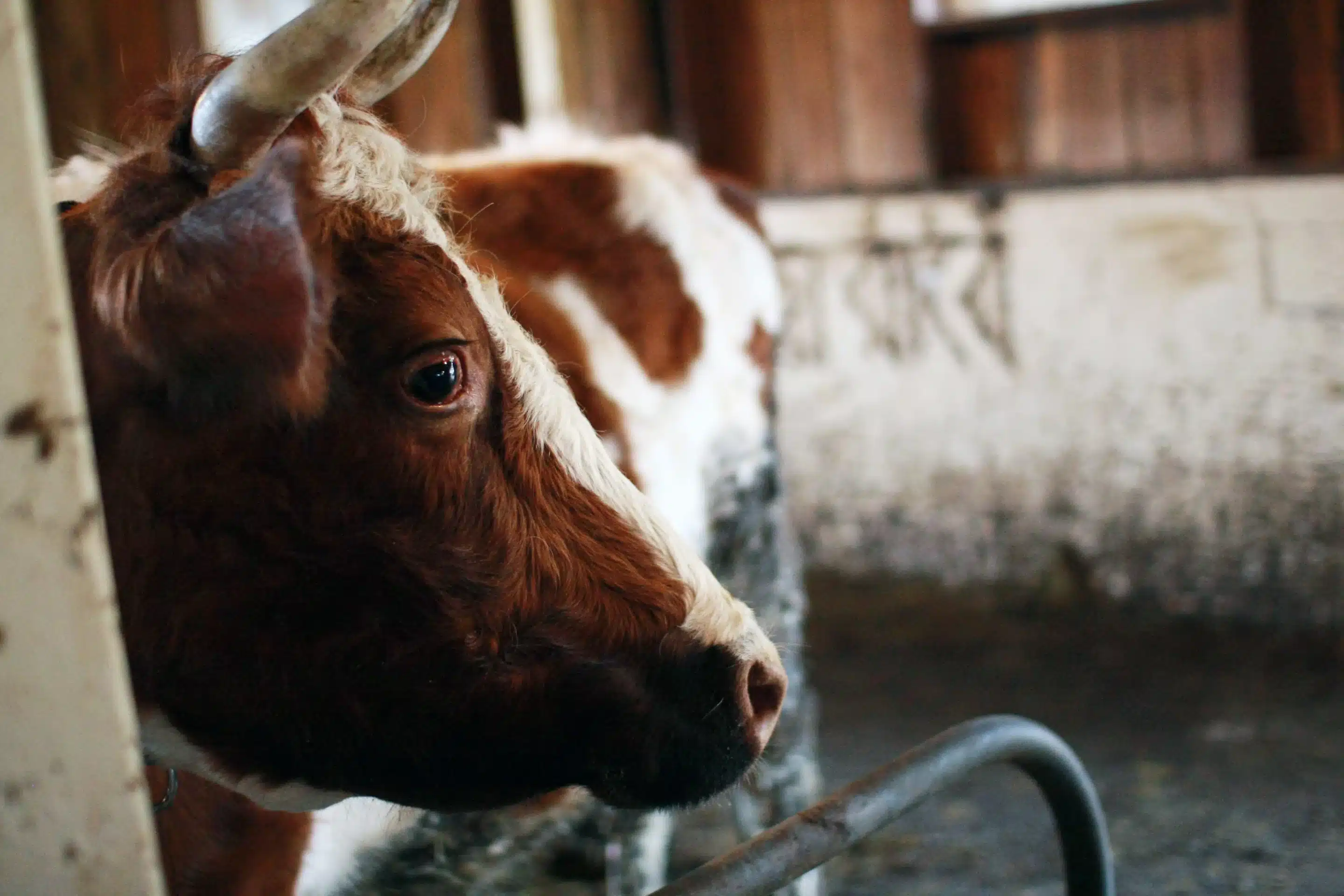Tolsy, the lady with horns. Where all the cows have names of Hindu deities. Image by Andra Mihali Attribution-ShareAlike 2.0 Generic CC BY-SA 2.0 Deed